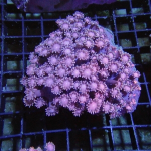 Red Goniopora