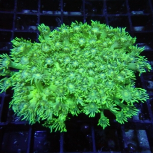 Green Goniopora