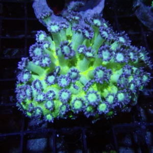 Green Goniopora