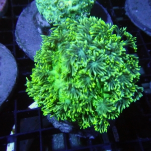 Green Goniopora