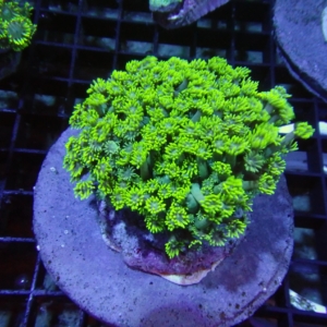 Green Goniopora