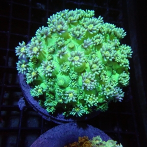 Green Goniopora