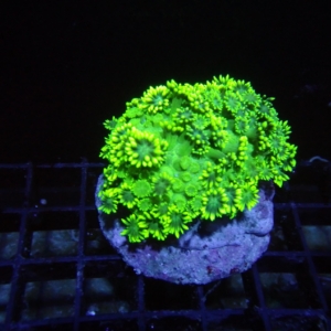 Green Goniopora