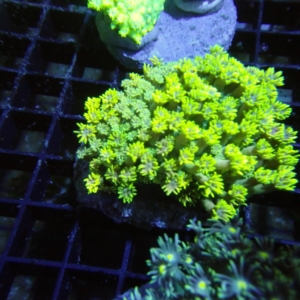 Green Goniopora