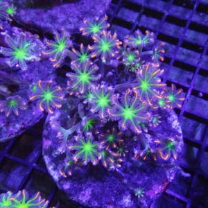 Clove Polyp