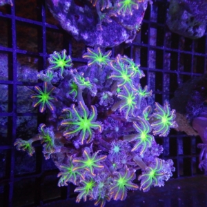 Clove Polyp