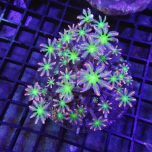 Clove Polyp