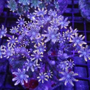 Clove Polyp