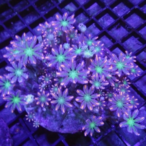 Clove Polyp
