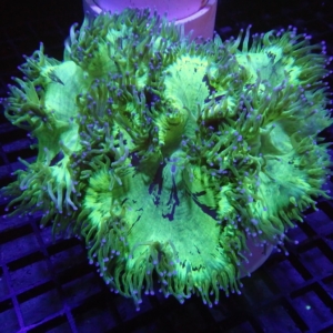 Elegance Coral
