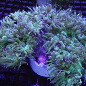 Elegance Coral