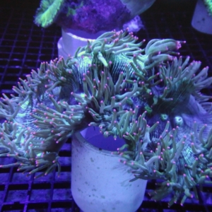 Elegance Coral