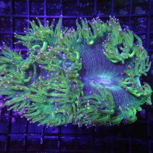 Elegance Coral