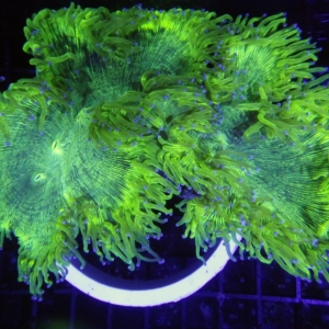 Elegance Coral