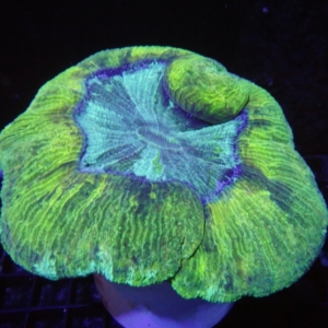 Green Acanthophyllia