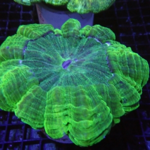Green Acanthophyllia