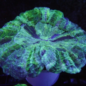 Green Acanthophyllia