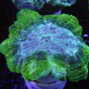 Green Acanthophyllia