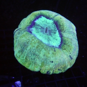 Green Acanthophyllia