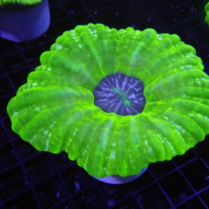 Green Acanthophyllia