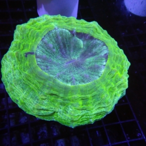 Green Acanthophyllia