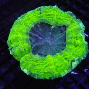 Green Acanthophyllia