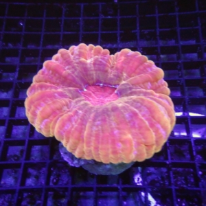 Red Cynarina