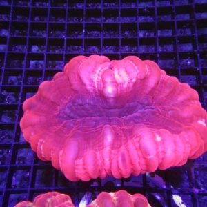 Red Cynarina