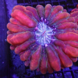 Red Cynarina
