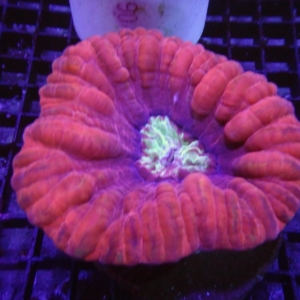 Red Cynarina
