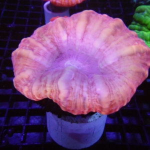 Red Cynarina