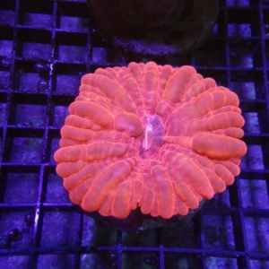 Red Cynarina