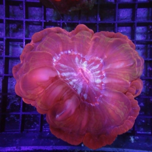 Red Cynarina