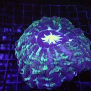 Green Cynarina