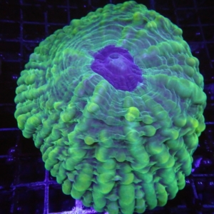 Green Cynarina