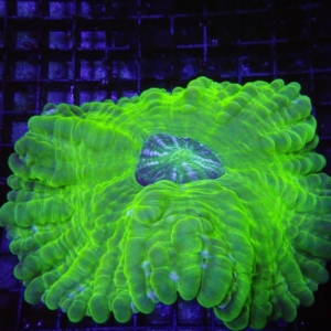 Green Cynarina