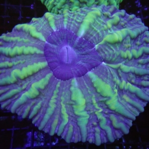 Green Cynarina