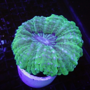 Green Cynarina