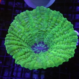 Green Cynarina