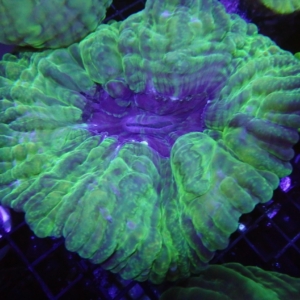 Green Cynarina