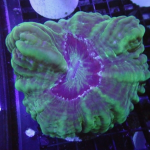 Green Cynarina