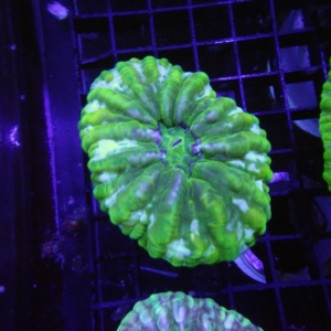 Green Cynarina