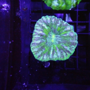 Green Cynarina