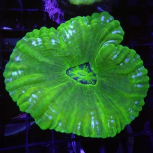 Green Cynarina