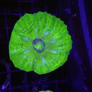 Green Cynarina
