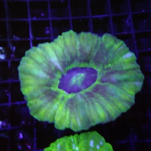 Green Cynarina
