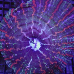 Indophyllia