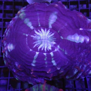 Indophyllia