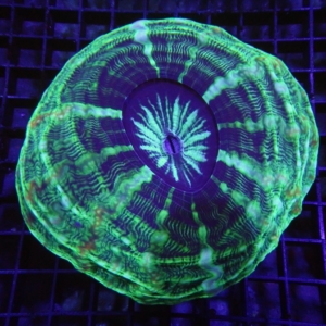 Indophyllia