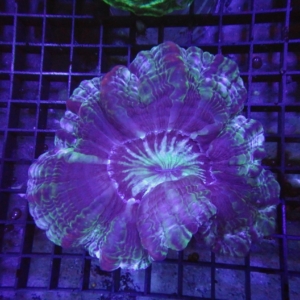 Indophyllia